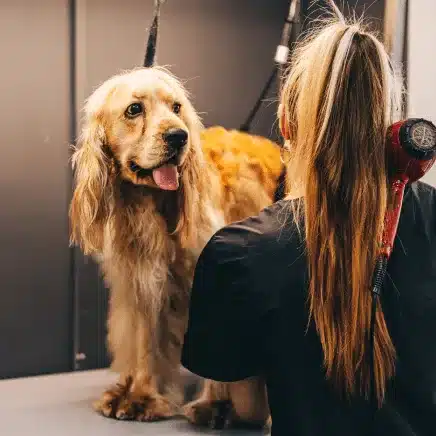 Dog Grooming (Full Grooming)