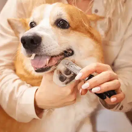 Nail Trim / small dogs​