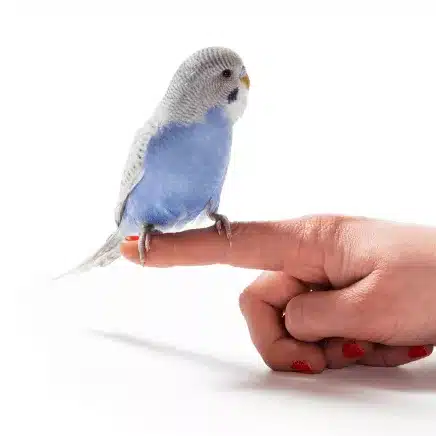 Nail Trim (Bird)