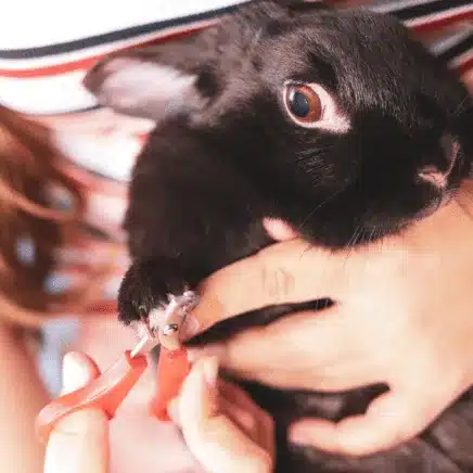 Nail Trim (Rabbit)