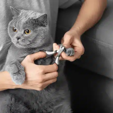 Nail Trim (Cat)