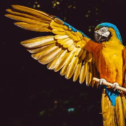 Wing Clipping birds