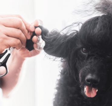 De-Matting dog