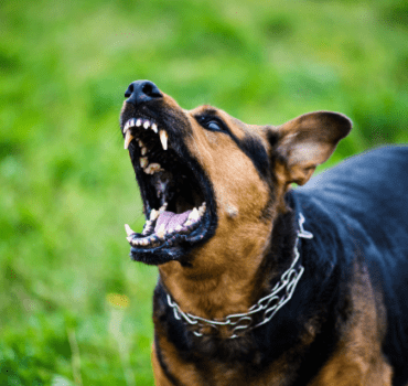 Aggressive dog