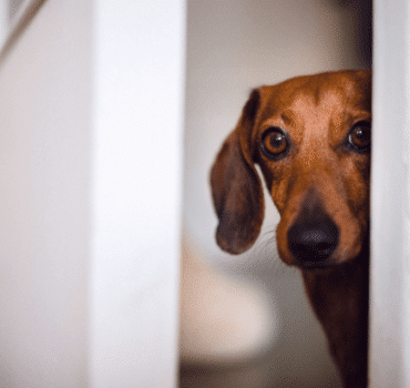 Aggressive pets dog
