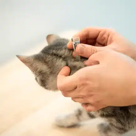cat Flea Treatment