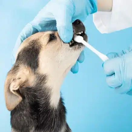 dog Teeth Brush