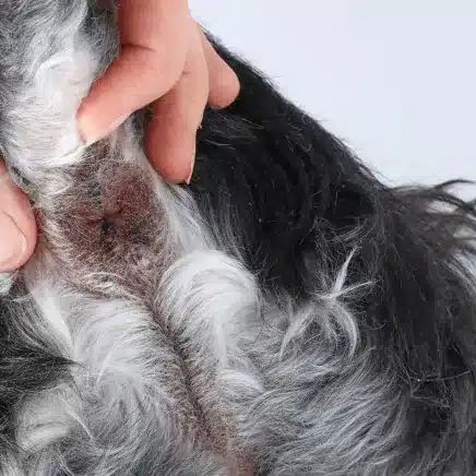 dog Gland Expression