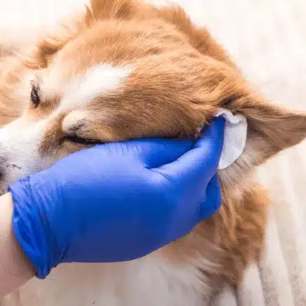 dog Gland Expression
