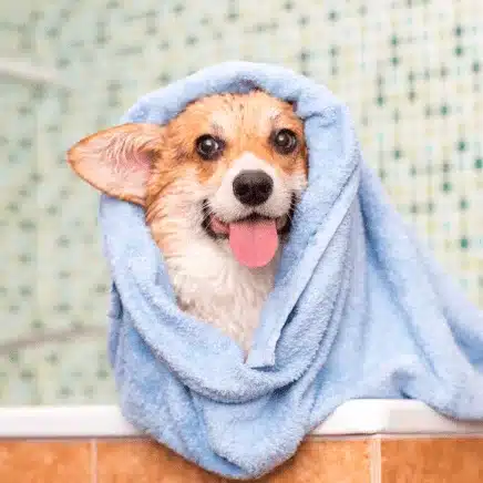Dog Grooming