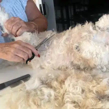 dog Sanitary Trim