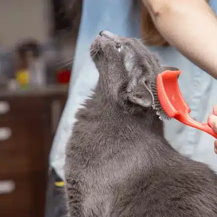 Cat Grooming (Bath & Brush)