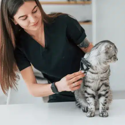 Cat Grooming (Full Grooming)