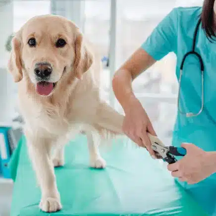 Nail trim - large dog