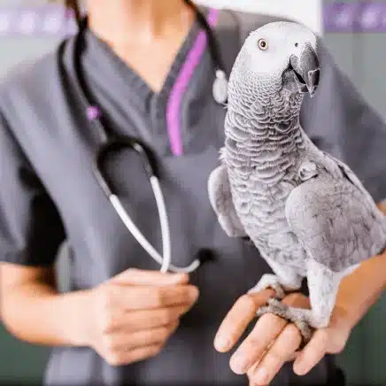 beak filing parrot