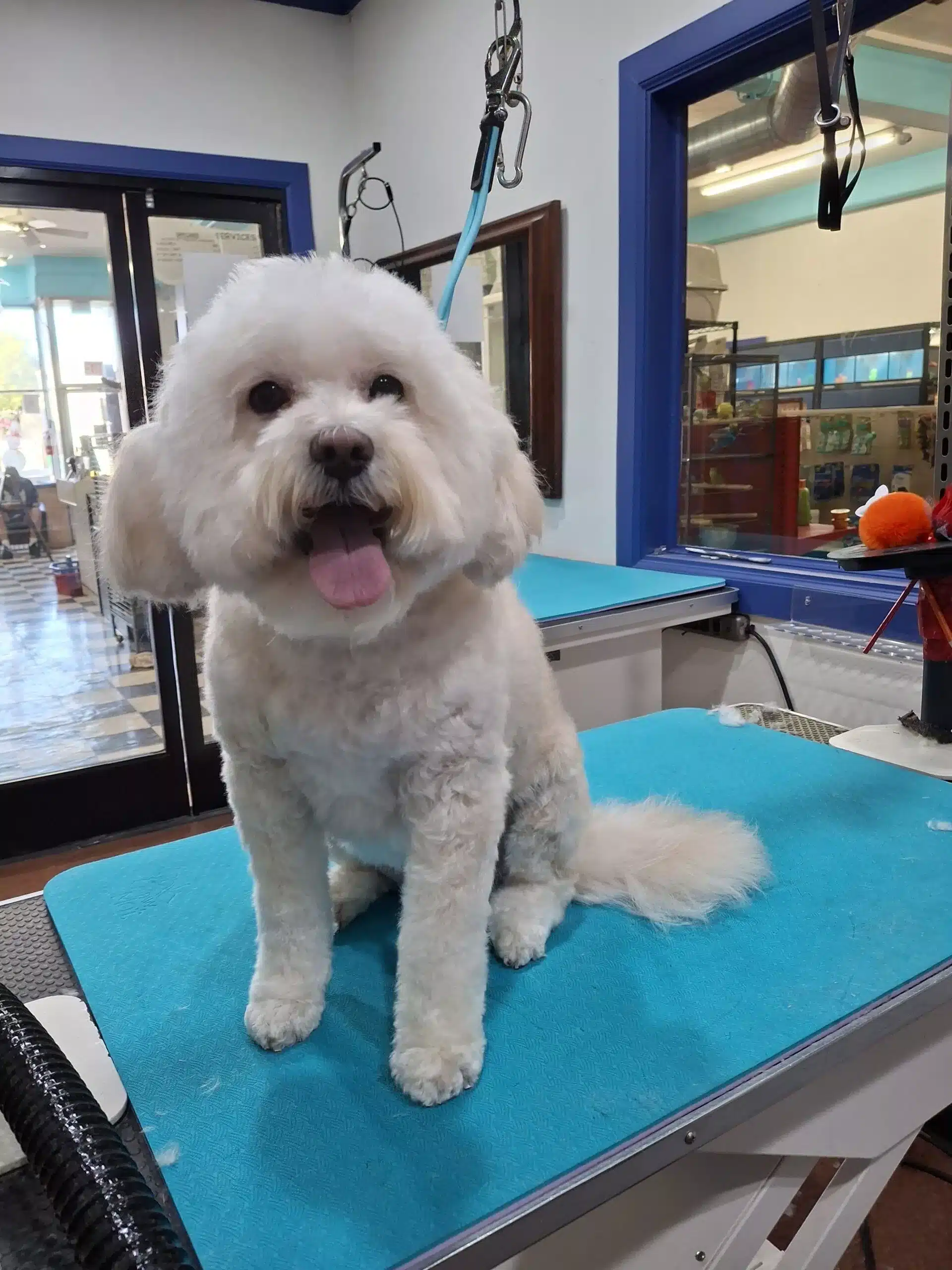 grooming service