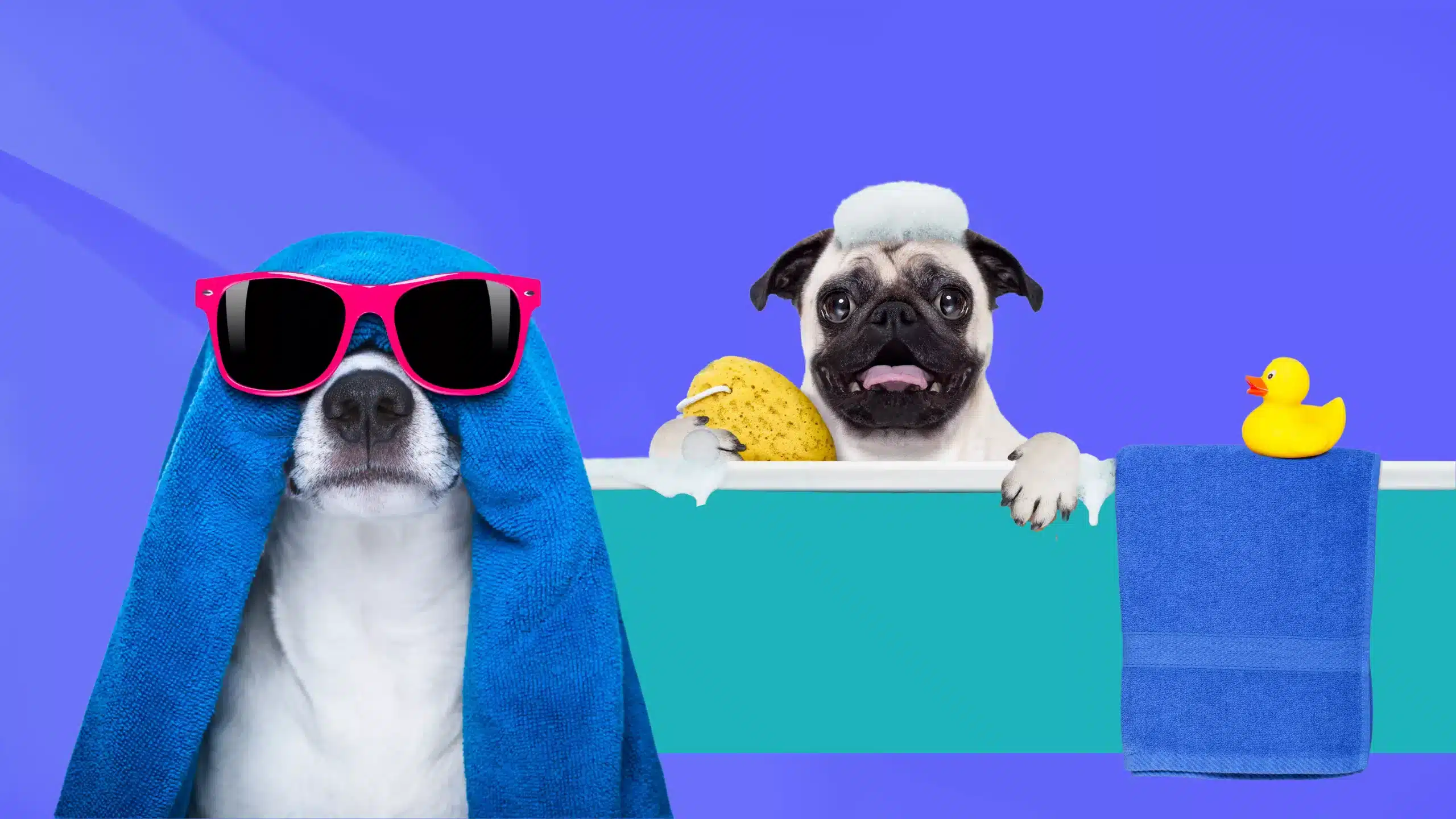How often should you bathe your dog?